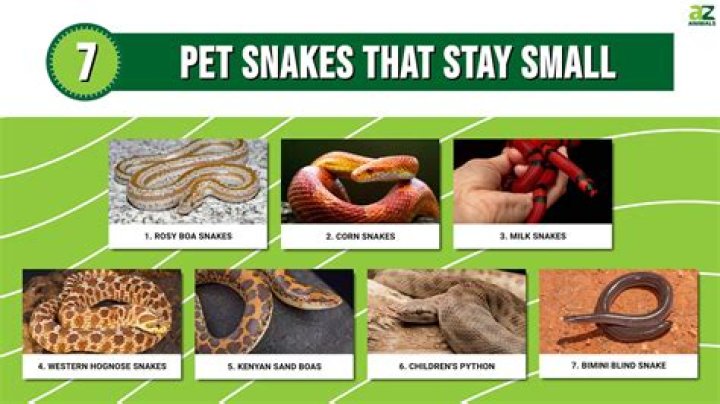 GOOD TYPES OF SNAKES FOR PETS