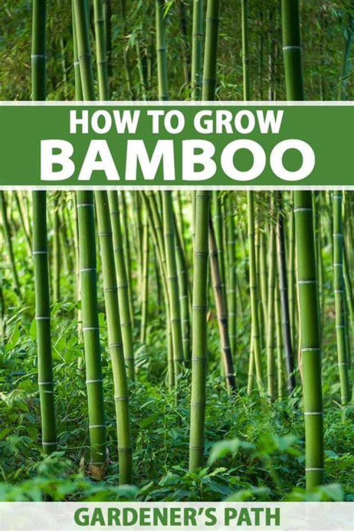 Growing bamboo - How To Discuss