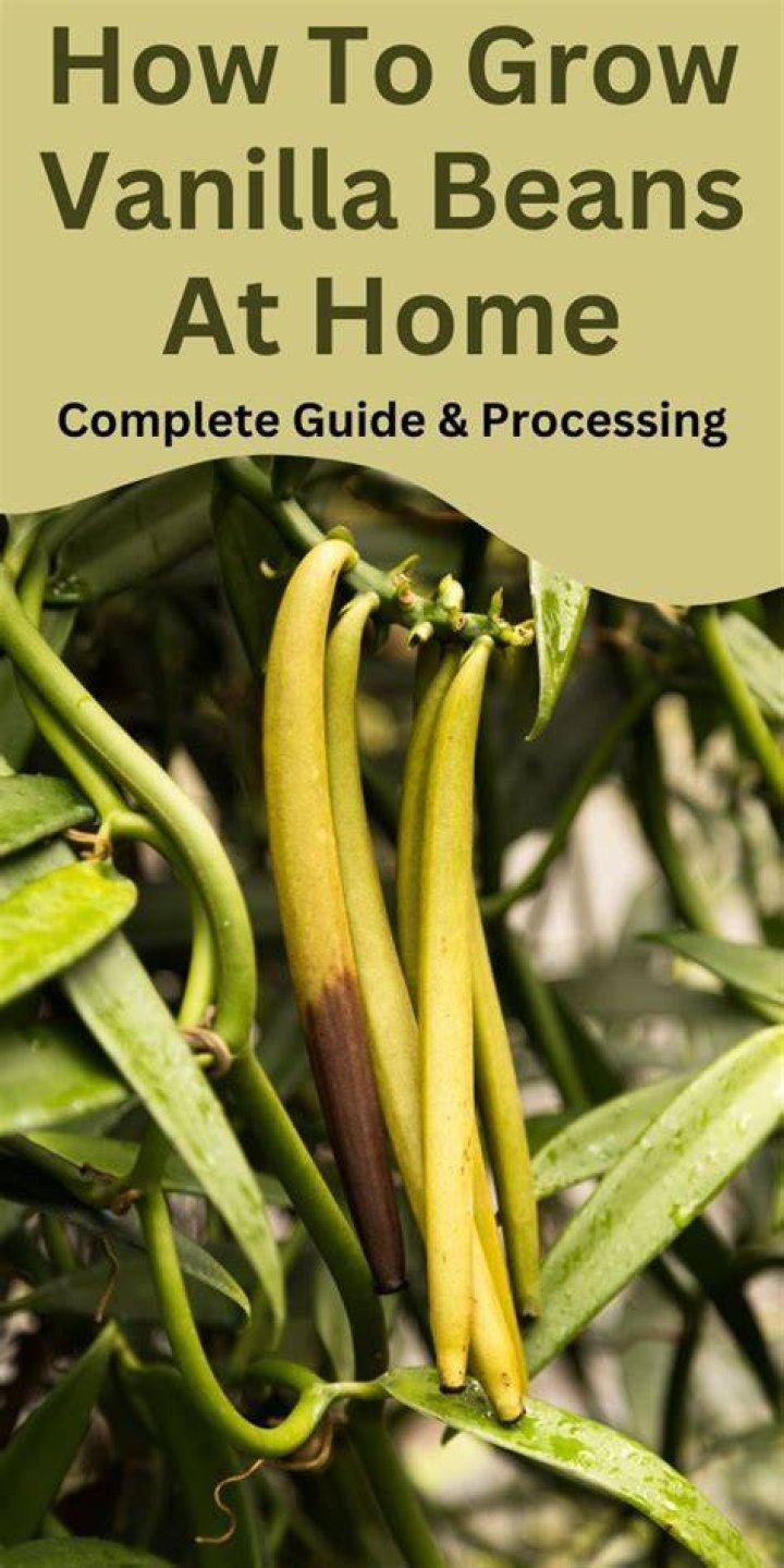 Growing vanilla beans - How To Discuss