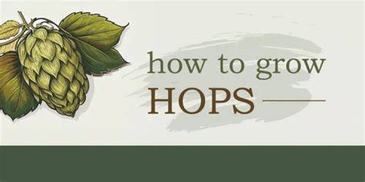 Hops vine - How To Discuss