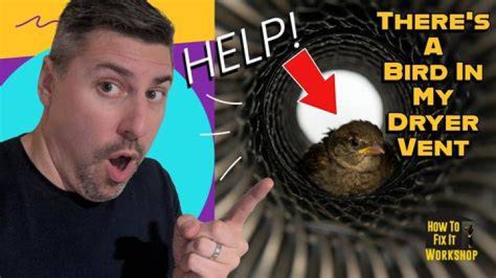 How Do I Keep Birds Out Of My Dryer Vent