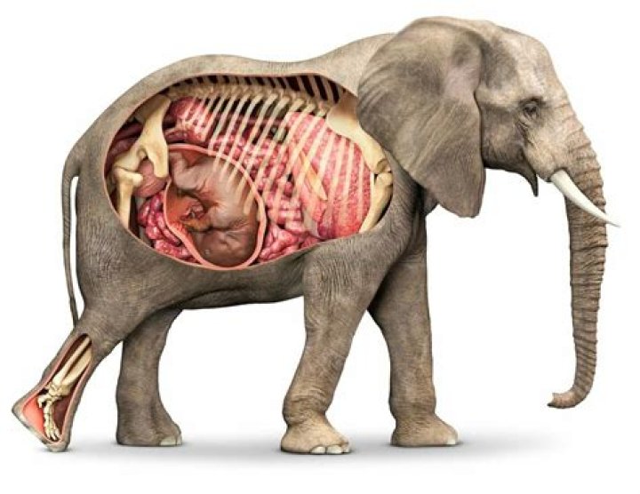 How long are elephants pregnant
