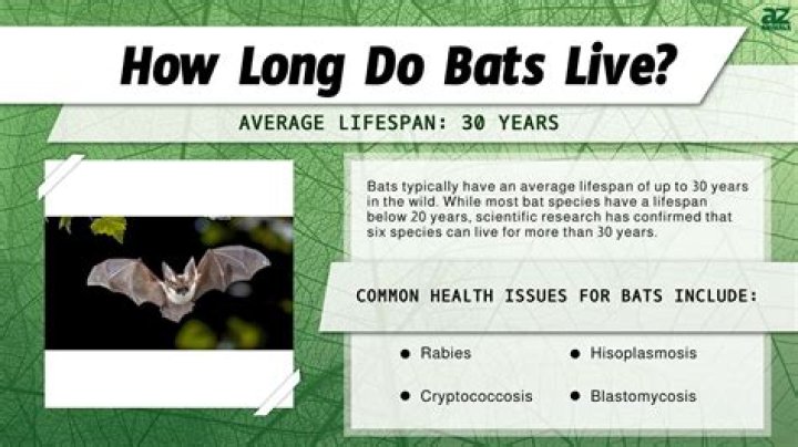 How Long Do Bats Live