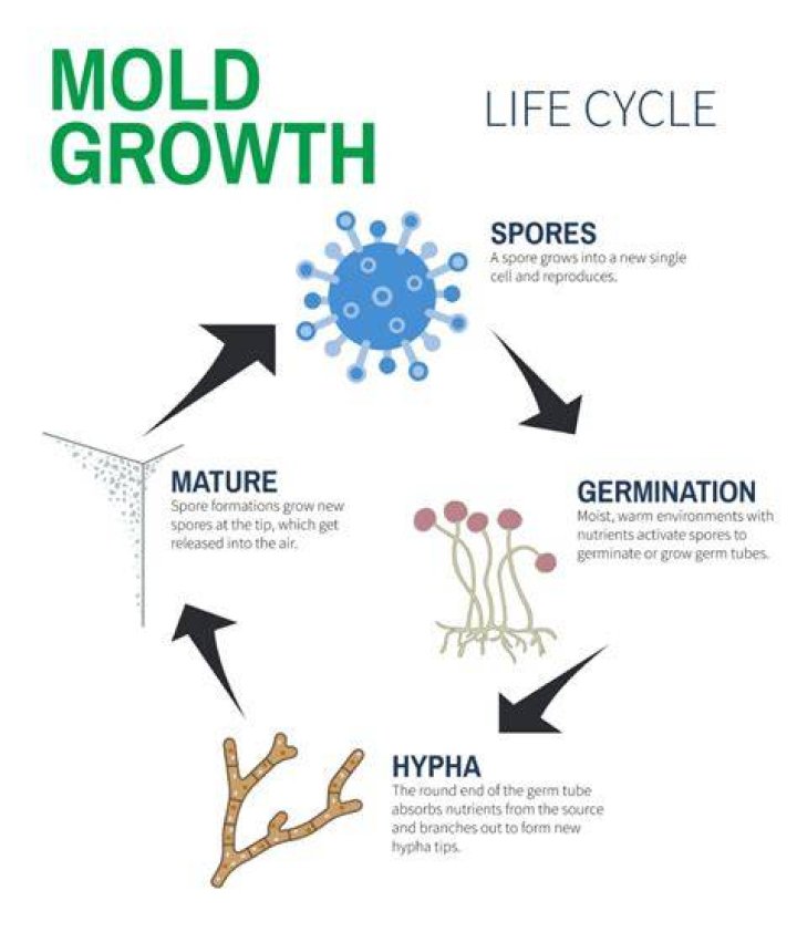 How Long Does it Take for Mold to Grow?