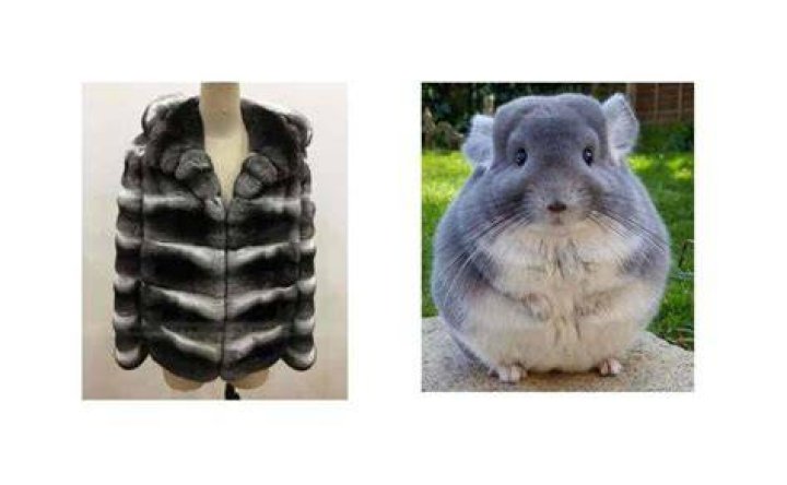 How Many Chinchillas To Make A Coat
