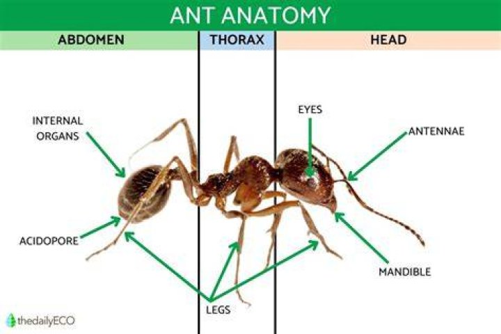How Many Legs Does An Ant Have