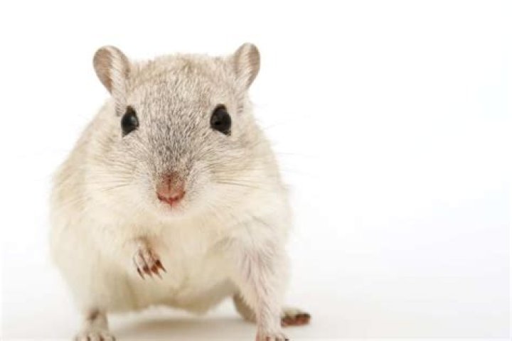 How many mice are in my house