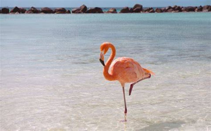 How Much Does A Flamingo Cost
