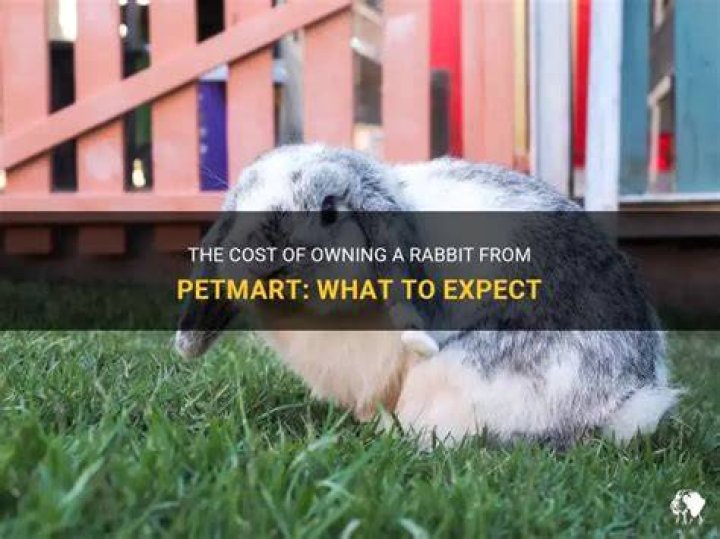 How Much Does A Rabbit Cost At Petsmart