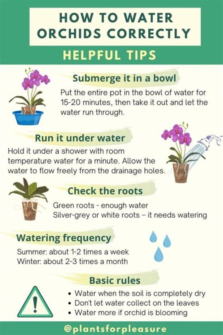 How often to water orchids