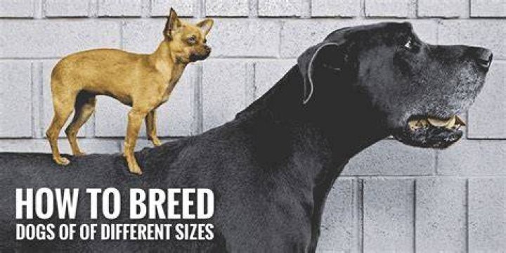 How to breed dogs - How To Discuss