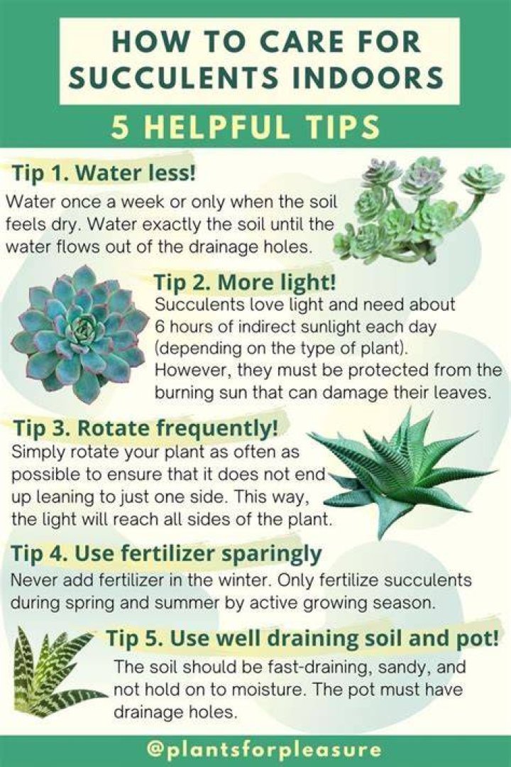 How to care for succulents indoors