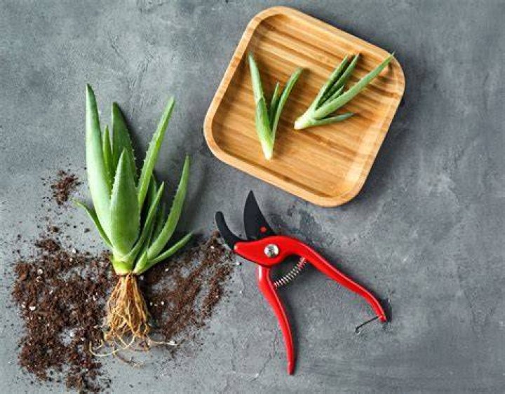 How To Cut Aloe Vera Plant