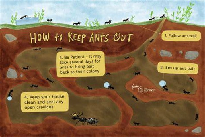How to keep ants out of house