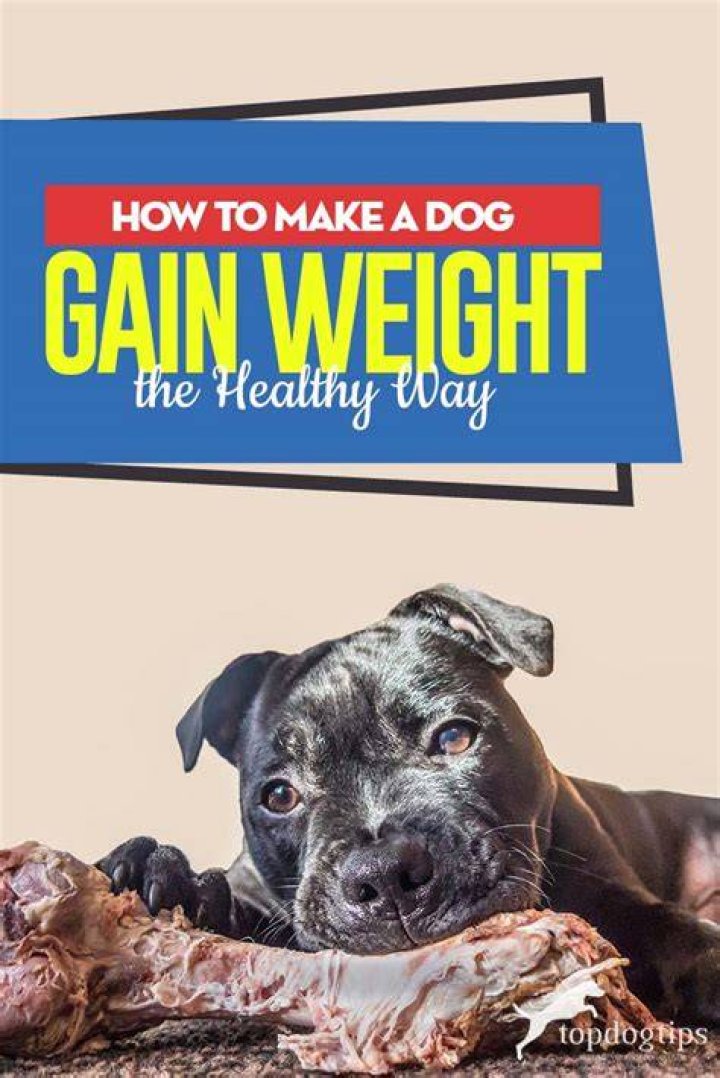 How to make a dog gain weight