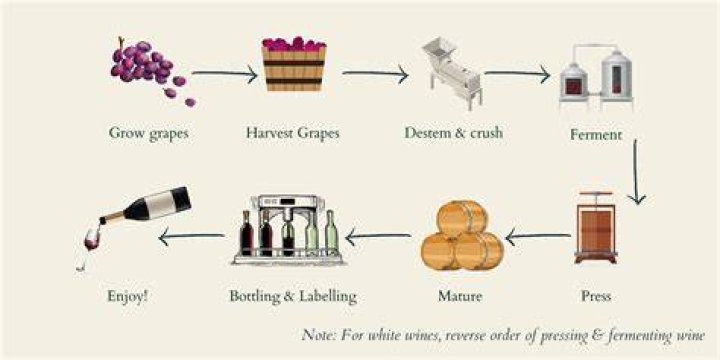 How to make wine - How To Discuss
