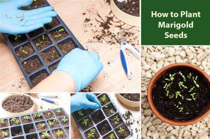 How to plant marigold seeds