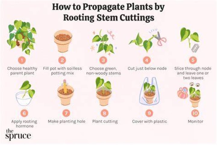 How to Propagate Plants from Cuttings
