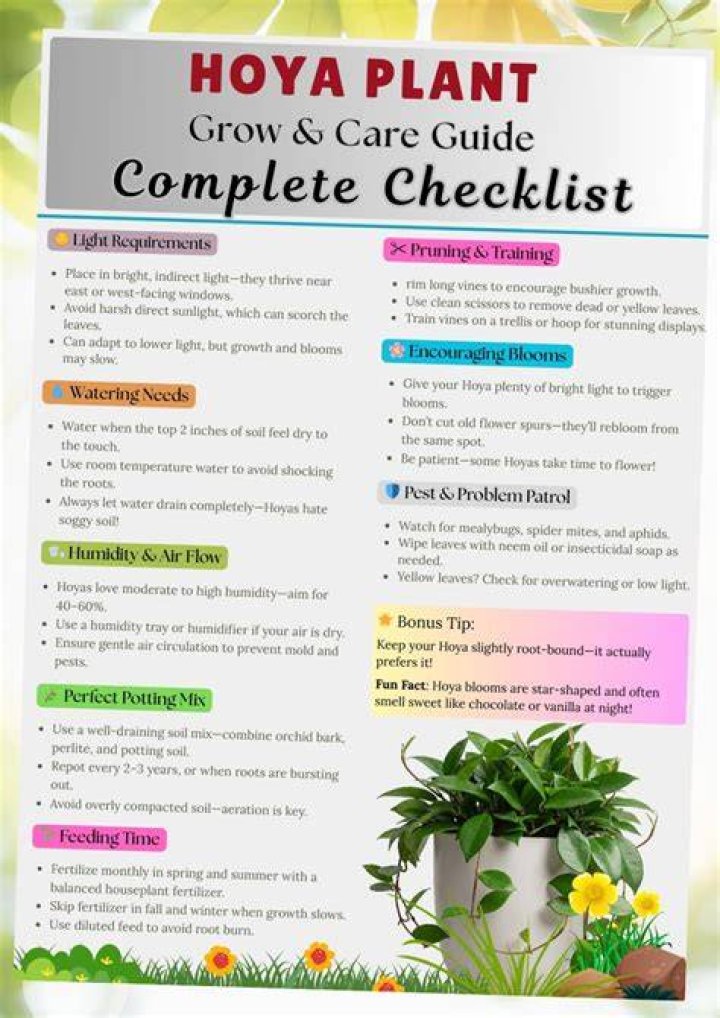 Hoya plant care - How To Discuss