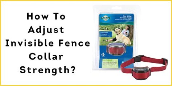 Invisible Fence Collar Prongs - How To Discuss