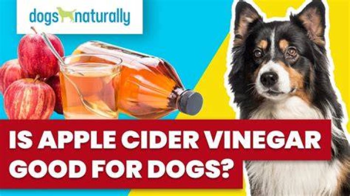 Is Apple cider vinegar good for dogs?