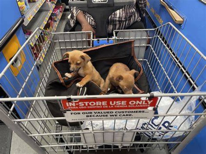 Is Walmart Pet Friendly - How To Discuss