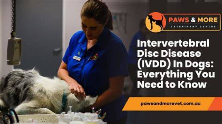 IVDD in dogs - How To Discuss