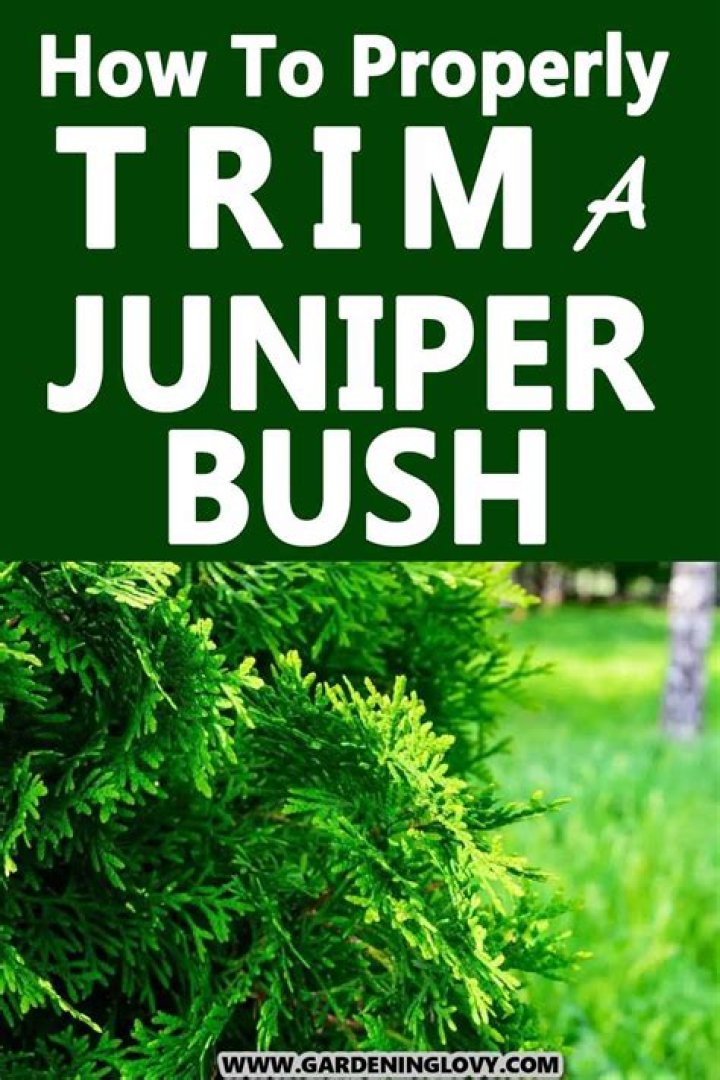 Juniper bush - How To Discuss