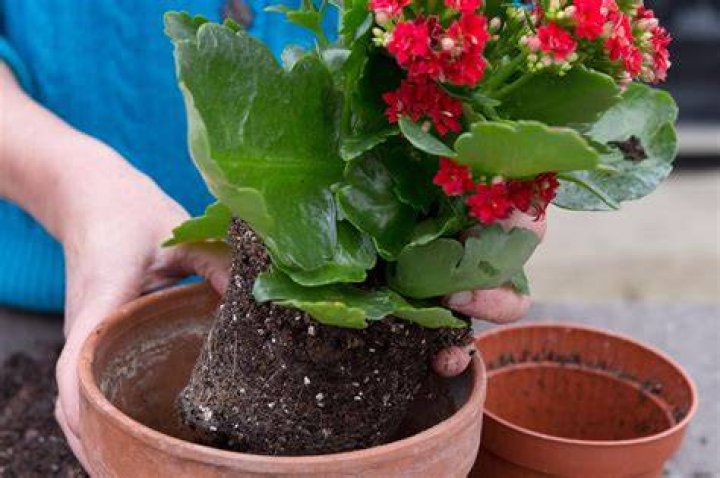 Kalanchoe - How To Discuss