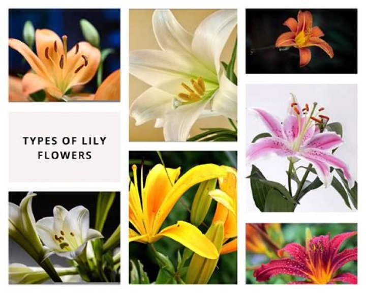 Lily types of flowers - How To Discuss