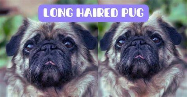 Long Haired Pug - How To Discuss