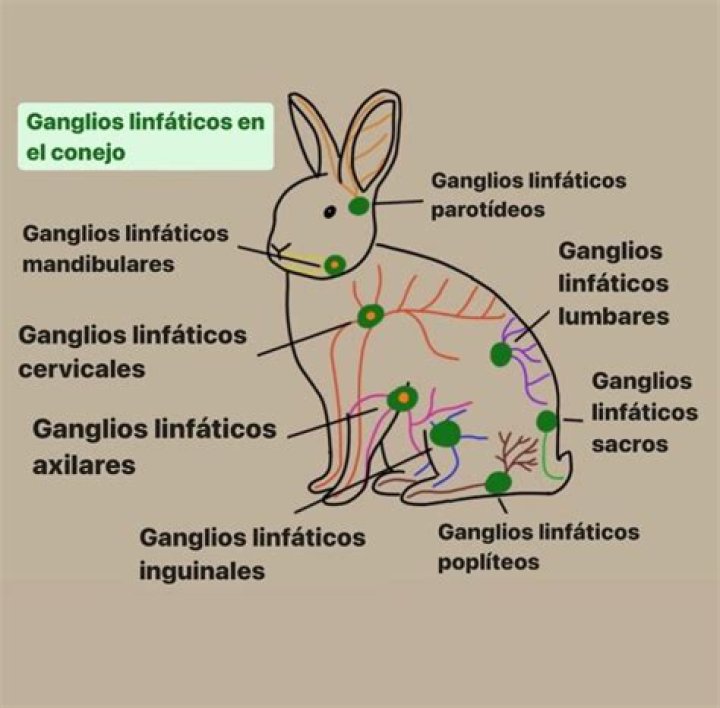 Los Conejos Se BaÃ±an - How To Discuss