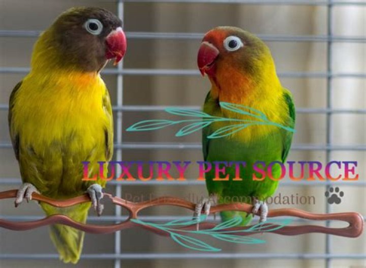 Lovebirds For Sale Petsmart - How To Discuss