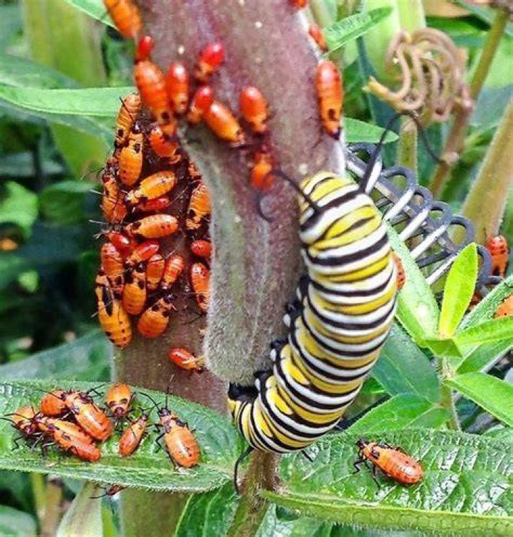 Milkweed bug - How To Discuss