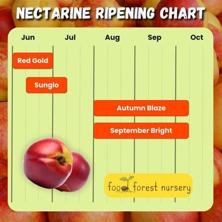 Nectarine fruit - How To Discuss