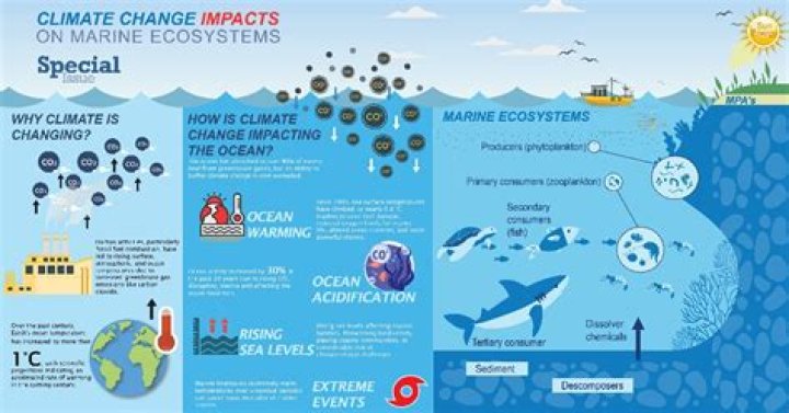 Ocean Marine - How To Discuss