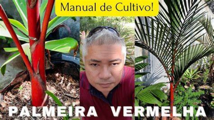Palmeira Laca Vermelha - How To Discuss