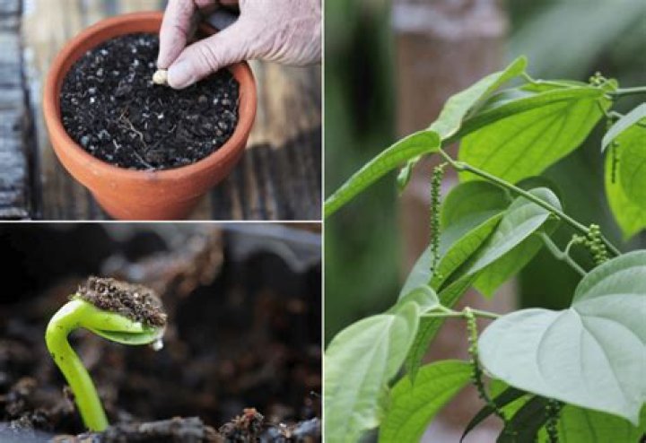 Peppercorn plant - How To Discuss
