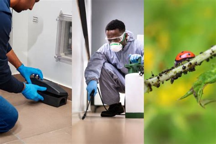 Pest Control Services - How To Discuss