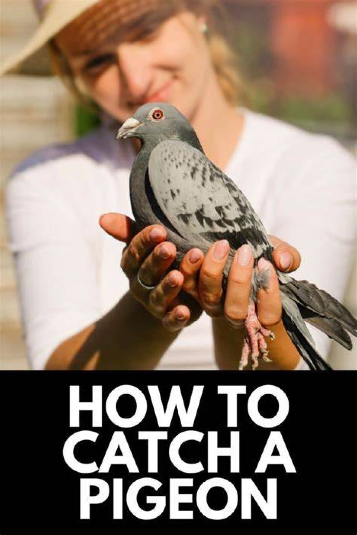 Pet pigeon - How To Discuss