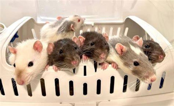 Petsmart Rats - How To Discuss