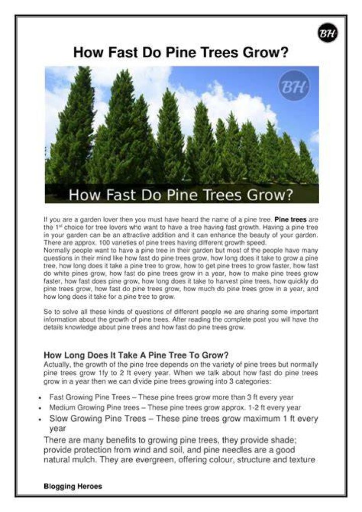 Pine tree species - How To Discuss