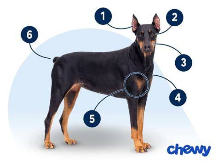 Pinscher NÃºmero Um - How To Discuss