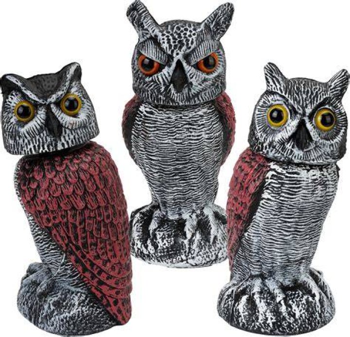 Plastic owl - How To Discuss