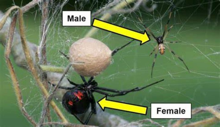 Poisonous Spiders In Ct - How To Discuss