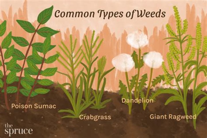 Poisonous weeds - How To Discuss
