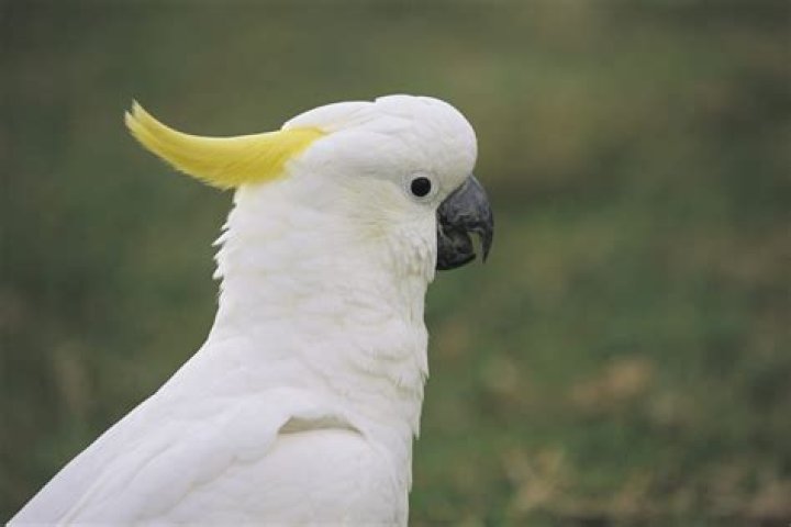 PreÃ§o Cacatua - How To Discuss
