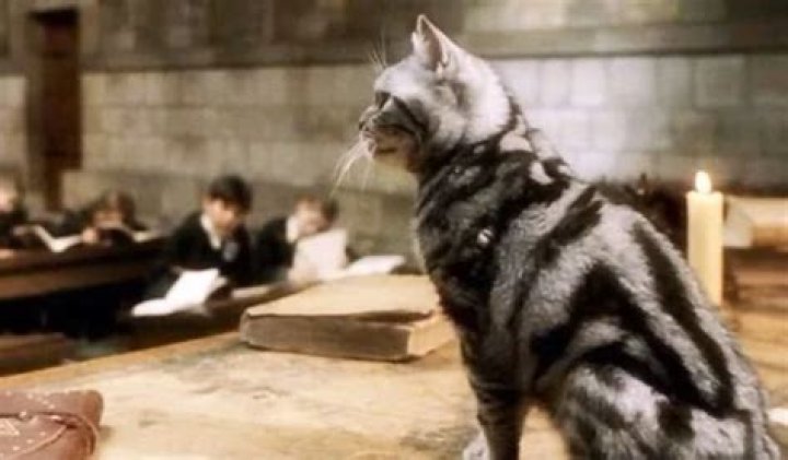 Professor Mcgonagall Cat - How To Discuss