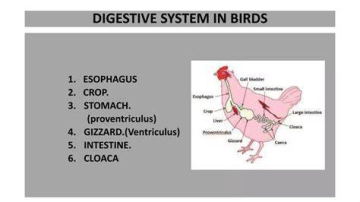 Proventriculus - How To Discuss