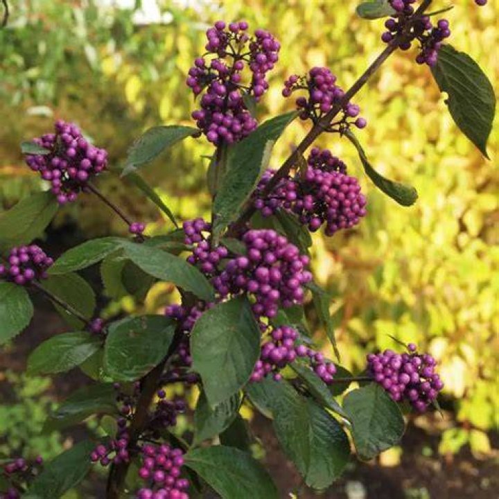 Purple berry bush - How To Discuss